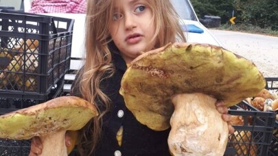 Her biri 2 kilo geliyor...Bursa’da toplanan mantarın tanesi 50 liradan satılıyor