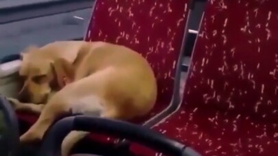 İstanbul’da otobüs şoföründen insanlık örneği