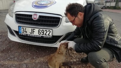 Kartepe zabıtasından sokak hayvanlarına şefkat eli