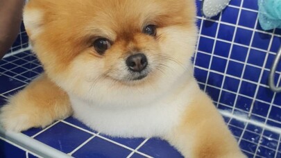 Köpeklere özel güzellik merkezleri ilgi görüyor