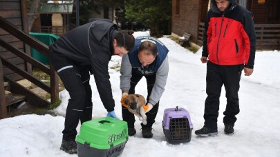 Uludağ’da yavru köpekler donmaktan kurtarıldı