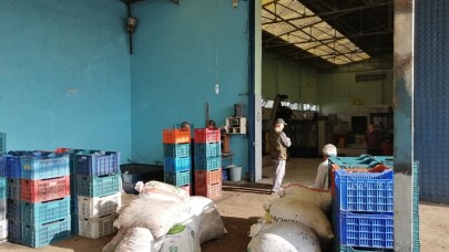 Erdek’te zeytinin, yağa dönüşüm yolculuğu
