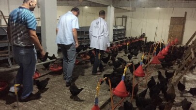 Kocaeli’de çiftçilere 9 bin gezen tavuk desteği