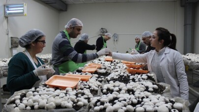 (Özel) Engelli öğrenciler mantar üretimine başladı, hedef yılda 1,5 ton