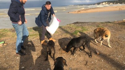 Sahillerdeki sahipsiz köpekler için mama yardımı bekliyorlar