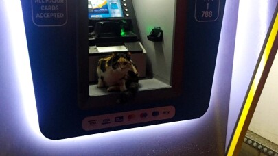 Sokak kedisi fırtınadan ATM’ye sığındı
