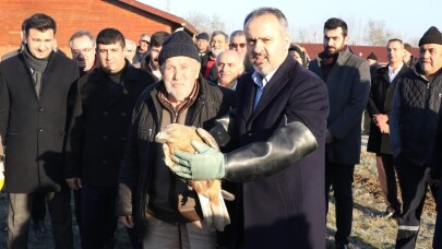 Yaralı şahin özgürlüğüne uçtu