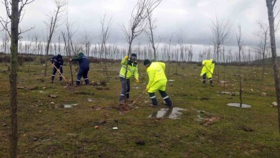 Yukarı Hereke Rehabilitasyon alanında kuruyan ağaçların yerine yeni fidanlar dikildi