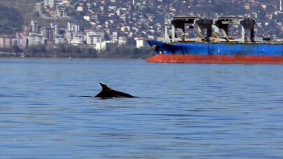 Yunuslar, Başiskele Sahili’nde görsel şölen sundu