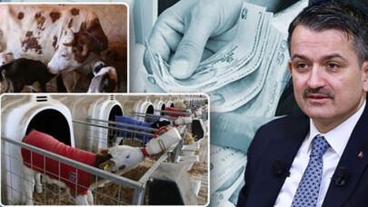 Buzağı destek ödemeleri 24 Nisan'da başlıyor