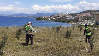 Burhaniye'de otlar biçilmeye başlandı