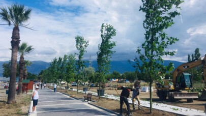 80 çınar, 30 palmiye toprakla buluştu