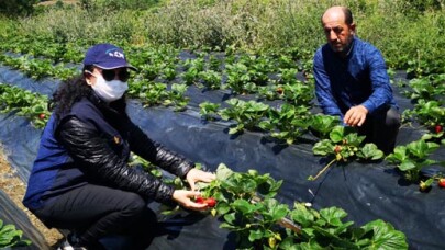 Kocaeli Büyükşehir, desteklediği çilek bahçelerin kontrolünü yapıyor