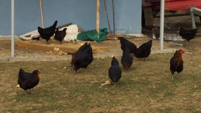 Kocaeli Büyükşehir yüzde 50 hibeli 18 bin adet gezen tavuk verecek
