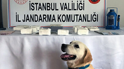 Kriko'nun Yanına Gizlemişler