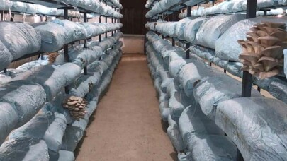 Beykoz Kirazı’ndan Sonra Mantarda Yüzler Güldü