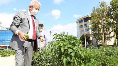 İhsaniye Mini Bostanı’nda hasat zamanı