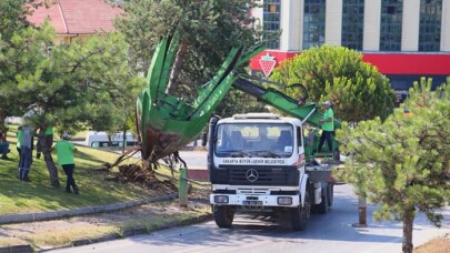 Büyükşehir o proje sahasındaki ağaçları koruma altına alıyor