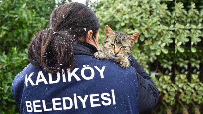 Sokak hayvanları için kedi ve köpek maması alımı yapılacak