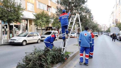 Kağıthane’de ağaçların budanmasına başlandı