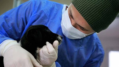 Anne köpek ve yavruları koruma altına alındı