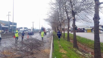 D-130’da ağaçlarda bakım ve budama yapıldı