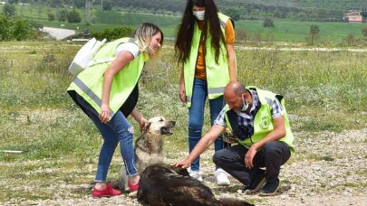 Gönüllüler can dostlar için yasağı deldi