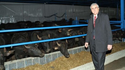 “Vasıflı manda ırkı üretip Sakarya’yı öncü yapacağız”