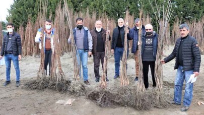 Kocaeli Büyükşehir’in yüzde 50 hibeli fidan dağıtımı başladı