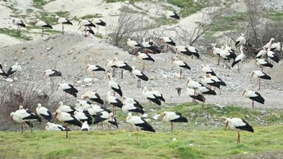 Bigadiç’te leylekler için göç yolu acil iniş pisti oluşturuldu