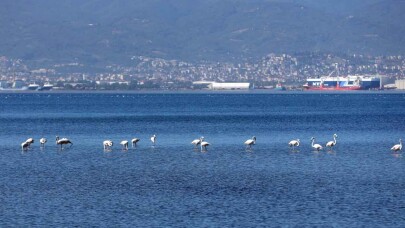 İzmit Körfezi, bu yıl da flamingoların yaşam merkezi oldu