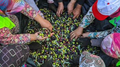 Bur-Bel Zeytinleri Altın Suyu’na Dönüştü