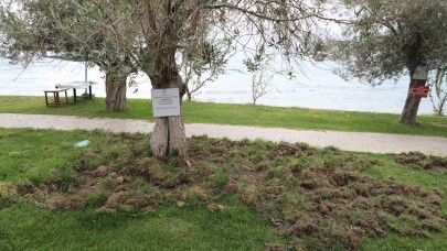 Burhaniye’de Domuzlar Sahili Talan Etti