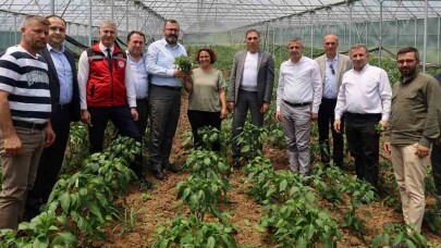 İzmit Dağköy’de araka hasat şenliği düzenlendi