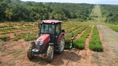 Sakarya Botanik Vadisi’nde biberiyeden 15 ton hasat hedefleniyor