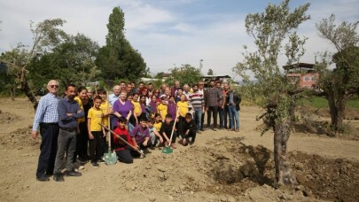 Zeytin ağaçları yeni yerine taşındı 