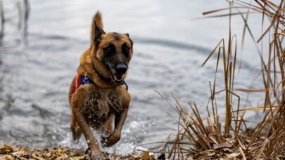 Jandarmanın Sahadaki Yardımcısı: Kadavra Köpekleri