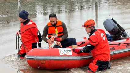 AFAD mahsur kalan hayvanları tahliye ediyor