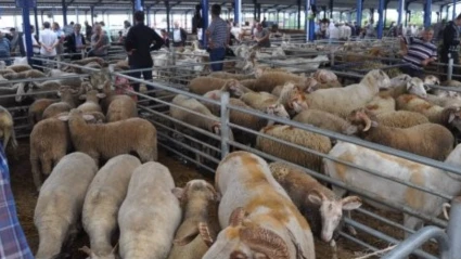 Balıkesir’de Kurban Bayramı öncesi şap alarmı: Hayvan pazarları kapatıldı