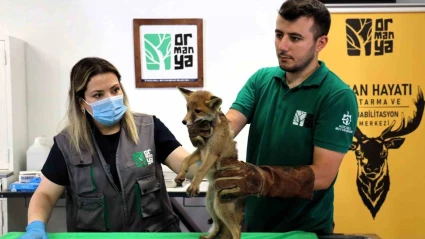 Trafik kazasında yaralanan yavru tilki Ormanya’da şifa buluyor