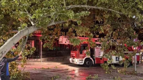 Tramvay hattına düşen dal seferleri aksattı