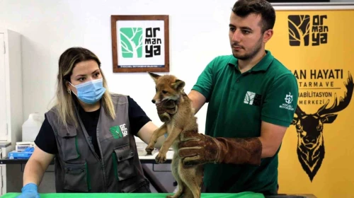 Trafik kazasında yaralanan yavru tilki Ormanya’da şifa buluyor
