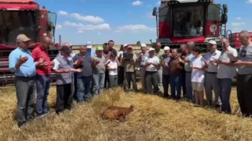 Edirne’de buğday hasadı dualarla başladı