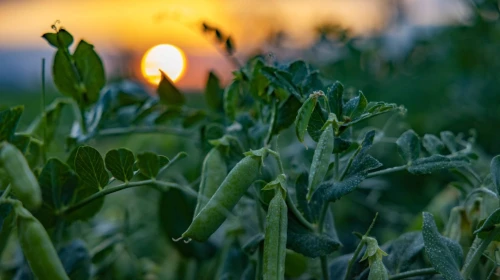 Toprağın bereketi SuperFresh’in ‘hasat’ıyla yılın 365 günü sofralarda