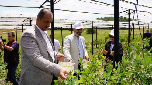 İznik’te yaban mersini hasadı başladı