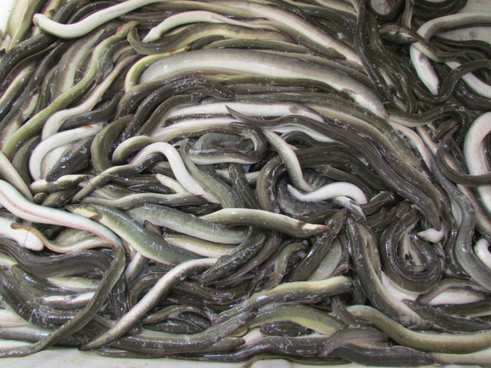 yilan-baliklari7-bin-kilometre-kat-ederek-meksika-korfezinden-aydina-ulasti