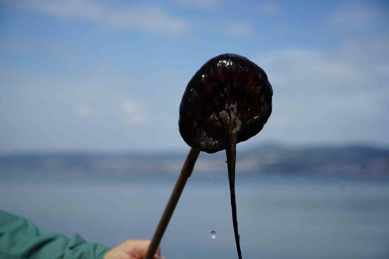 denizde-bu-turu-gorurseniz-sakin-yaklasmayin