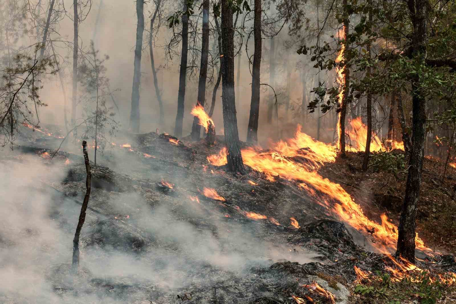 fransadaki-orman-yangini-suruyor-3-bin-donumluk-alan-yandi-en-az-2-kisi-tutuklandi