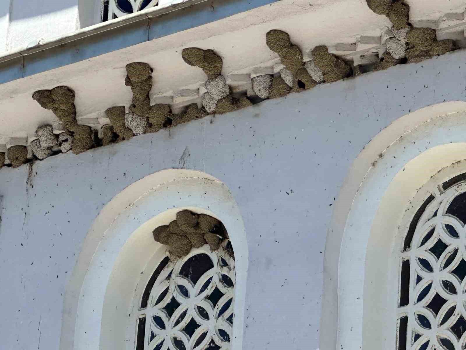kirlangic-yuvalarini-bozmayip-pencereleri-naylonla-kapladilar