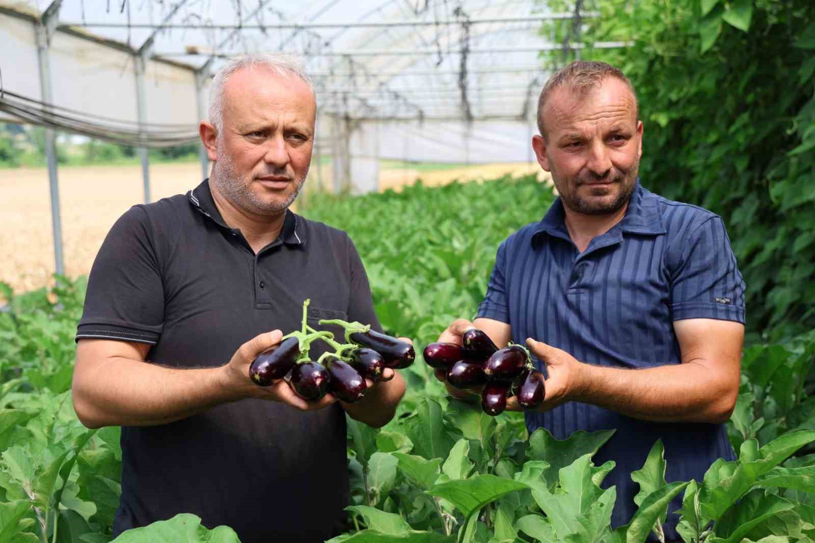 kocaelide-yuzde-50-hibe-destekli-modern-seralarda-ilk-hasat-basladi